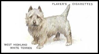 49 West Highland White Terrier